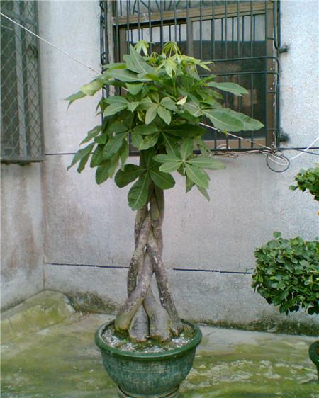 發(fā)財樹養(yǎng)護不當(dāng)長不高