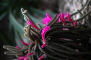 鼠尾掌為什么不開(kāi)花