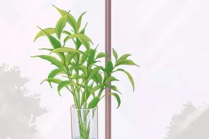 花草水培老是養(yǎng)不好，到底咋回事