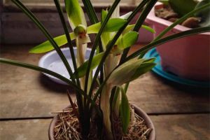 家里的蘭花爛根不開花，肯定是犯了這3種錯(cuò)