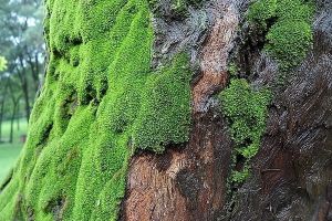 苔蘚發(fā)黃、發(fā)白、發(fā)黑是怎么回事