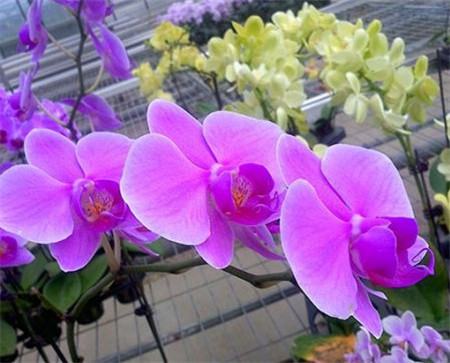 蝴蝶蘭開花時可以施肥嗎