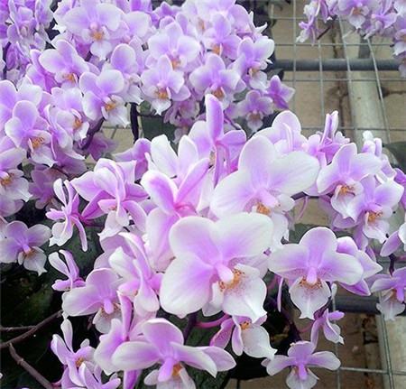 蝴蝶蘭開花時要加強通風