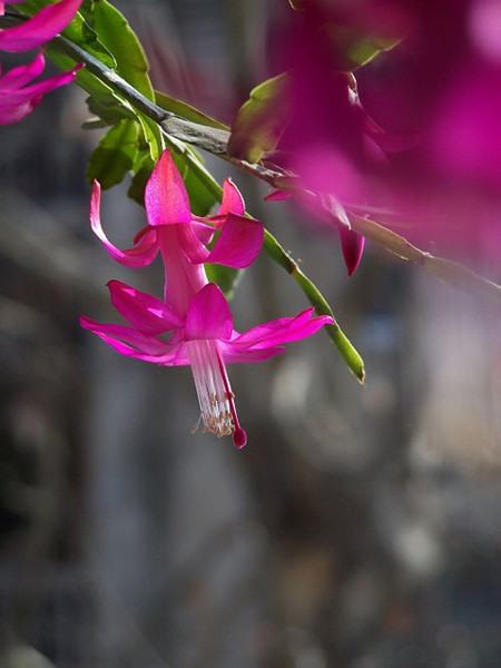 仙人指不開花是因?yàn)闀r間不到