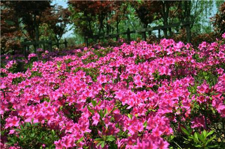 杜鵑花生長(zhǎng)環(huán)境通風(fēng)不良