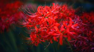 彼岸花不開花怎么辦