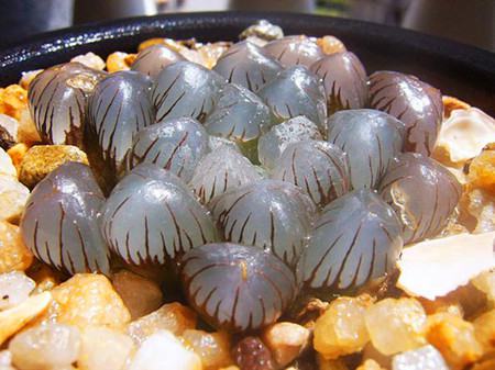 冰燈玉露發(fā)黑的原因