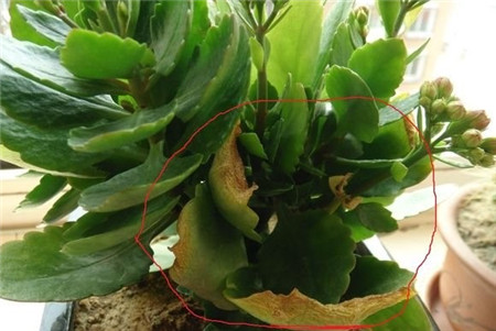 長(zhǎng)壽花葉子枯萎是正?，F(xiàn)象