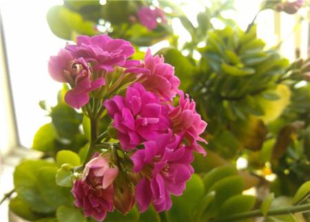 長(zhǎng)壽花葉子枯萎是曬過了