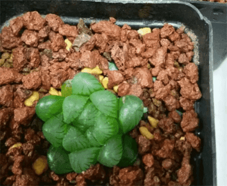 多肉植物夏季什么時候澆水