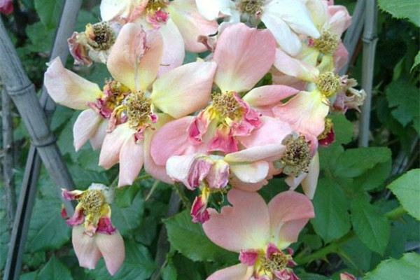 夏天養(yǎng)花，這幾點做不到，你還是送給別人養(yǎng)吧！