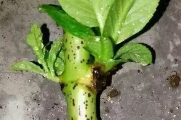 整天扦插，沒幾個活的，為啥？