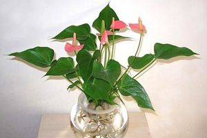夏天養(yǎng)水培植物，這幾點(diǎn)做不到，你的花就沒命了！