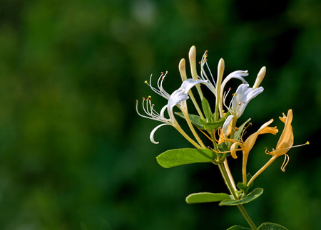 金銀花開花的養(yǎng)護