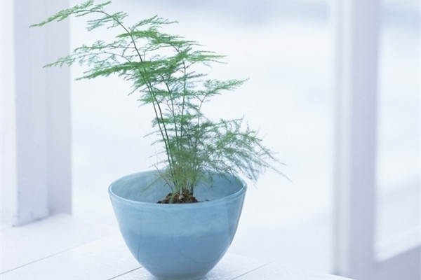 吊蘭文竹發(fā)財(cái)樹...這么好養(yǎng)的花，為啥你都養(yǎng)死了
