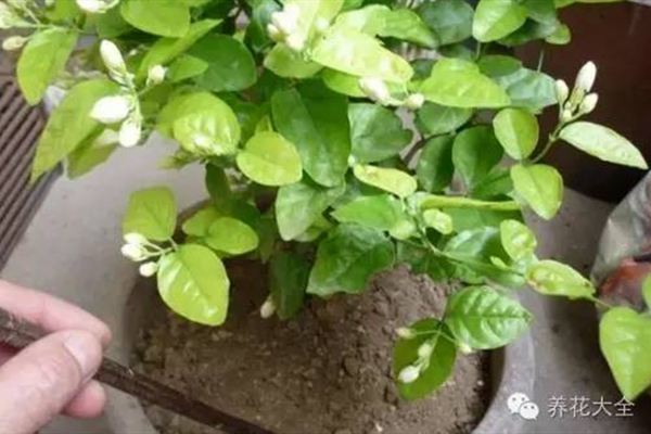 他家的茉莉又多又香又白，竟然都是這么養(yǎng)的！
