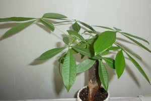 大規(guī)模干枯，落葉，那些瀕臨死亡的植物該如何拯救