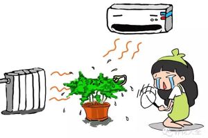 暖氣空調(diào)房，再不噴水，這些植物就干死了
