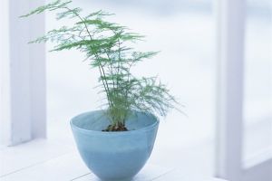 吊蘭文竹發(fā)財樹...這么好養(yǎng)的花，為啥你都養(yǎng)死了