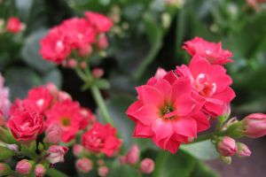 長(zhǎng)壽花掉葉不開(kāi)花，教你這樣養(yǎng)，再也不生病