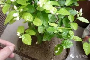 他家的茉莉又多又香又白，竟然都是這么養(yǎng)的！