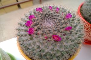 玉翁不開(kāi)花怎么辦