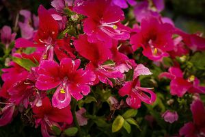 蛾蝶花常見(jiàn)問(wèn)題及解決辦法