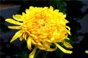 菊花不現(xiàn)蕾不開花怎么辦