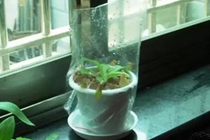 夏天養(yǎng)花，這1點做不到，你的花就完了！