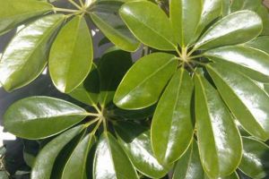 葉子灰撲撲的？用這小東西一擦，立馬锃光瓦亮！