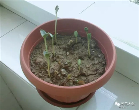 小苗出臺(tái)