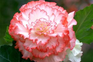 球根海棠視頻：這種花比牡丹都漂亮，一粒種子開出一大盆！