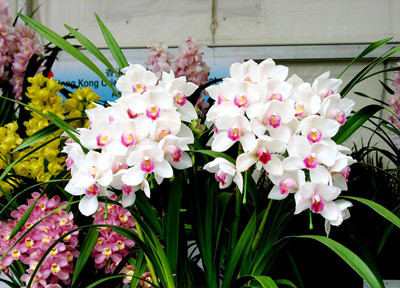 蘭花養(yǎng)護(hù)錯(cuò)誤導(dǎo)致不開(kāi)花