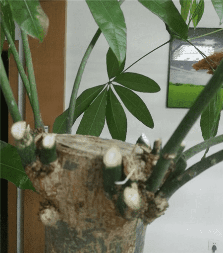 發(fā)財樹修剪
