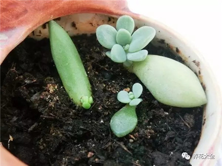 傷口涂抹，哦
