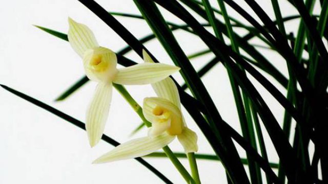 蘭花為什么不開(kāi)花