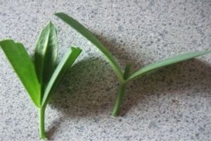 隨手掐根枝，插土里就活，天熱也不怕！