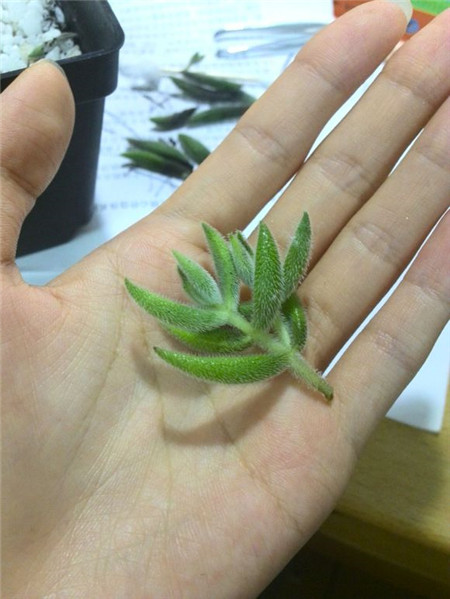 絨針徒長(zhǎng)的解決方案
