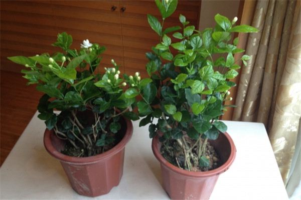 茉莉發(fā)黃萎蔫不開花？那絕對是你這件事情沒做好！