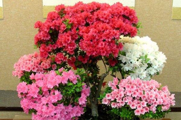 杜鵑、蟹爪蘭、天竺葵，花后這樣修剪扦插，來(lái)年長(zhǎng)滿院子！