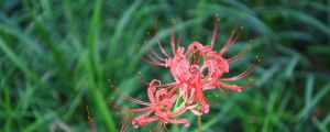 陽臺如何養(yǎng)曼莎珠華，需要注意什么