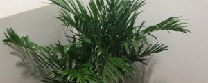 陽臺(tái)如何養(yǎng)夏威夷椰子，需要注意什么