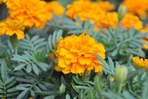 萬(wàn)壽菊什么時(shí)候開花