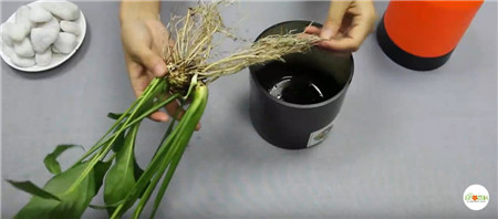 植株
