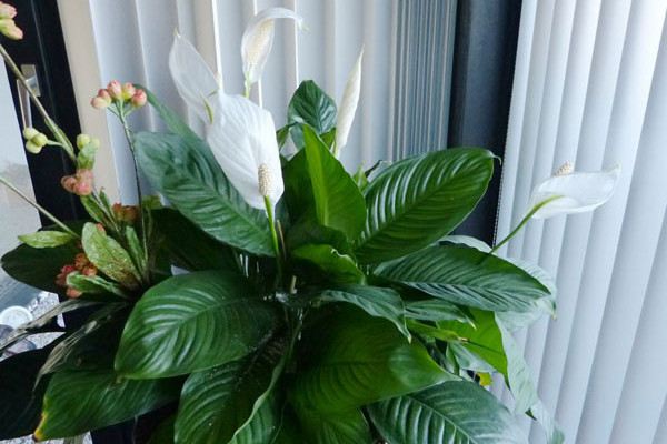水培視頻：養(yǎng)花你還用土？水培就可以！