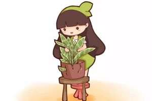 別人養(yǎng)的虎皮蘭、吊蘭只能爆盆，我養(yǎng)的卻把盆爆了