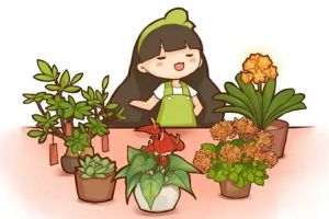 看你是什么人，適合養(yǎng)什么花