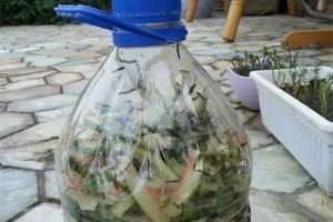 西瓜皮別扔，拿來漚肥，好用不花錢！