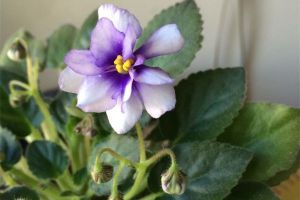 陽臺(tái)養(yǎng)花的養(yǎng)殖要點(diǎn)