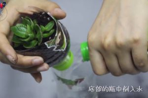 1分鐘，塑料瓶變自動(dòng)吸水花盆！1個(gè)月不澆水都沒問題！